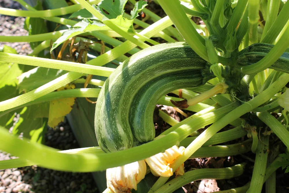 Happier Zucchini