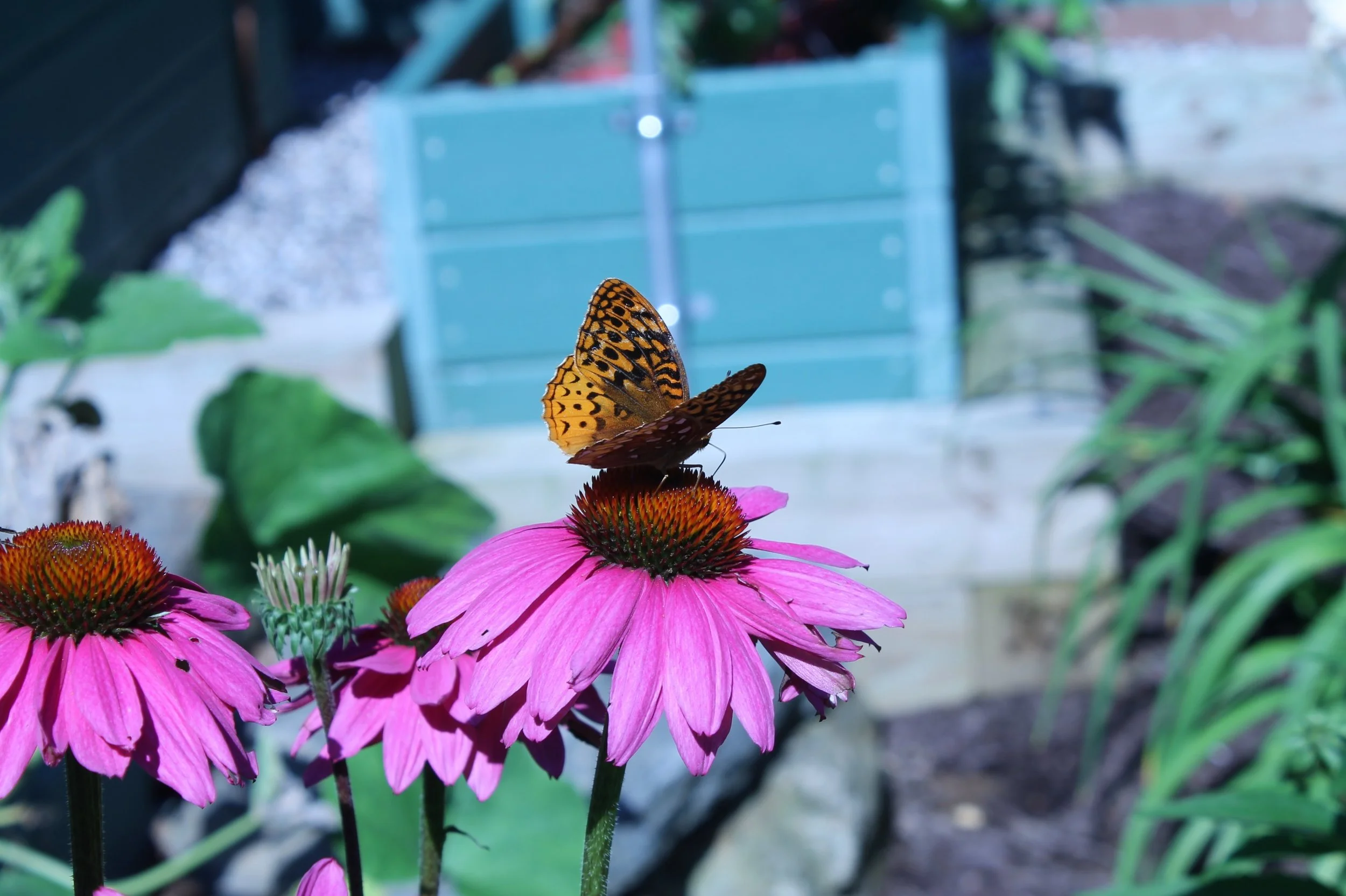 Echinacea table for One