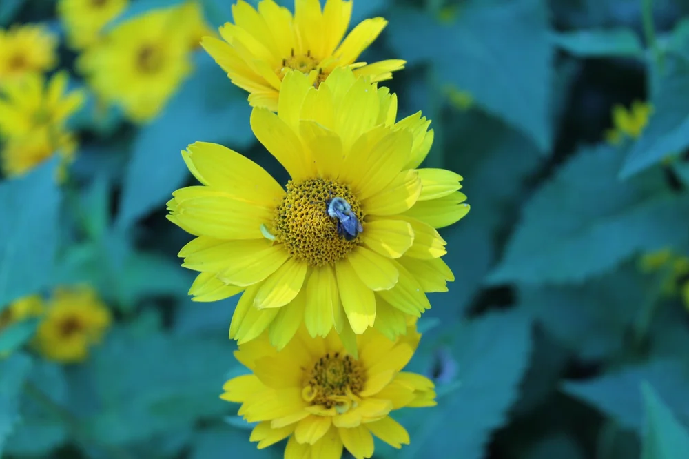 Heliopsis table for one