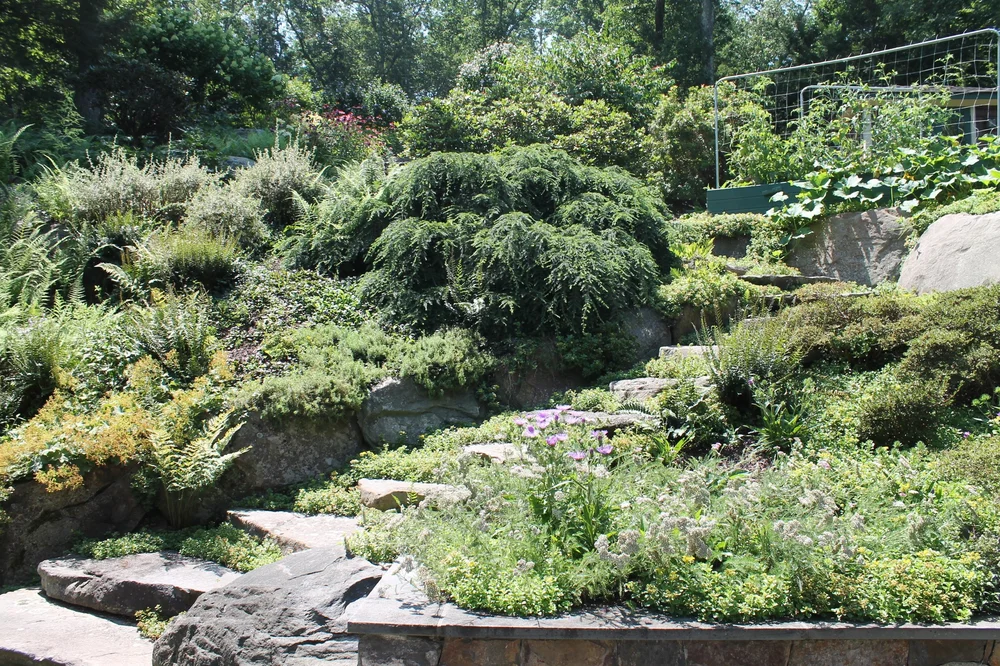 View From the Patio