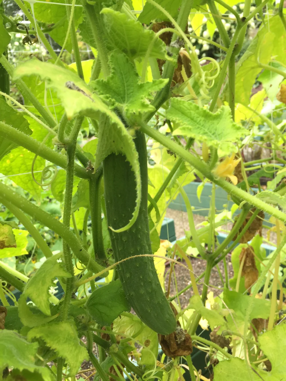 Cukes on the old vines