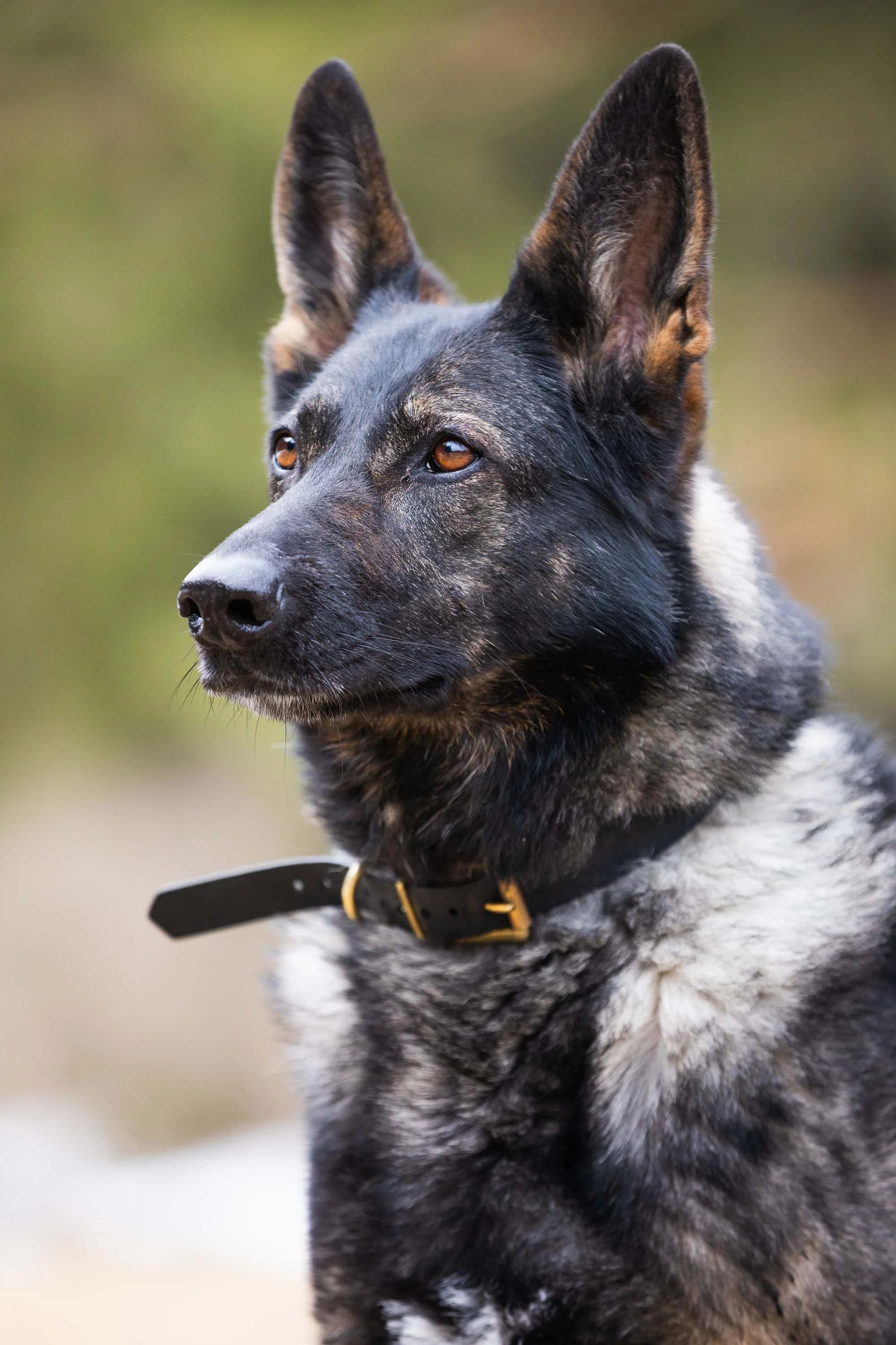 Schaeferhund-6