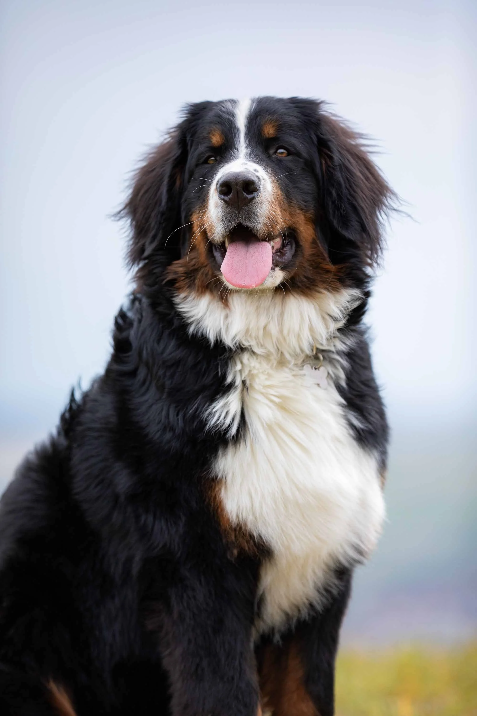 Berner-Sennenhund-1