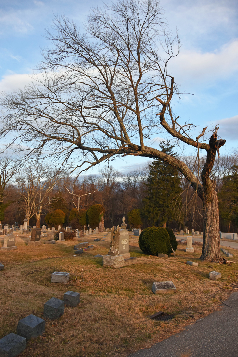 Tree V.jpg