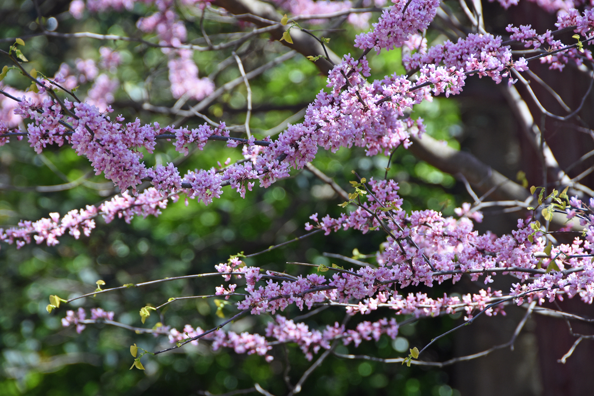 Sherwood Gardens in Baltimore