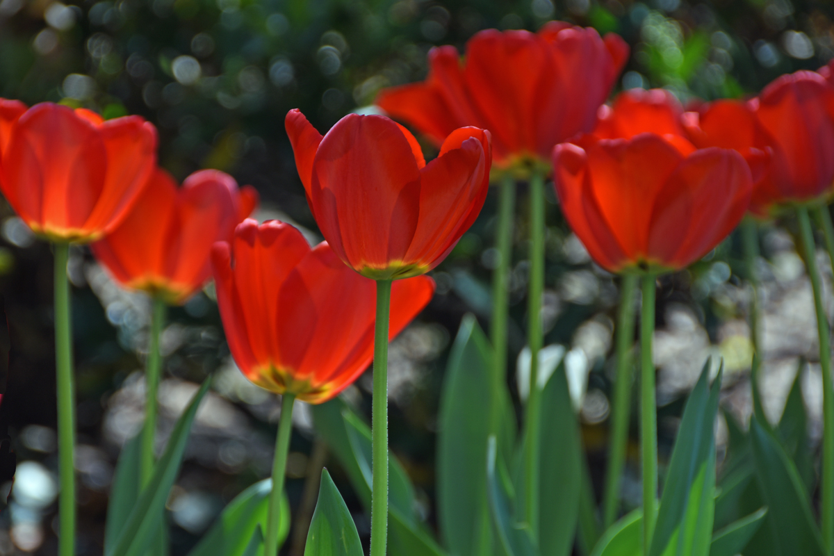 A close-up view of red tulips in Sherwood Gardens in Baltimore