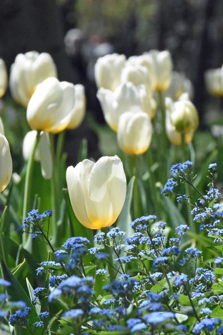 White tulips with a yellow base in Sherwood Gardens in Baltimore