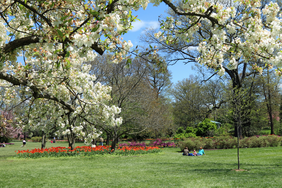 White trees blossoms in the foreground of a view of Sherwood Gardens in Baltimore