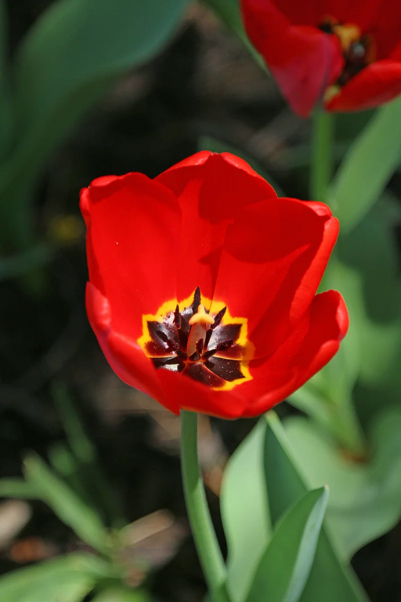 Sherwood Gardens is famous for tulips of many varieties. The garden is open to all and is free. A springtime visit is a cherished Baltimore tradition.