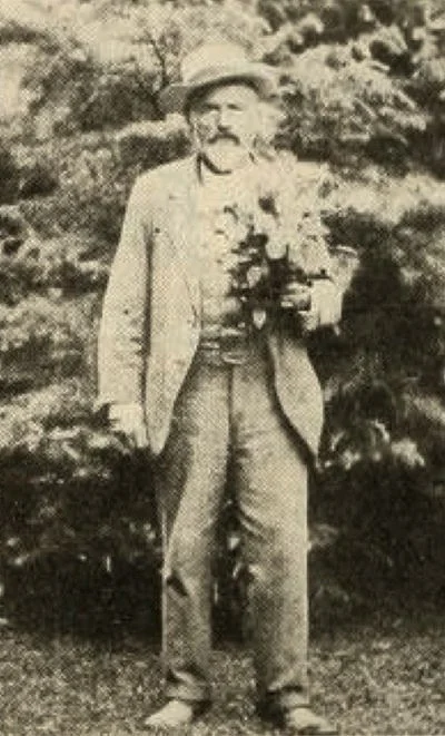 American Florist 29: 818 (Nov. 9, 1908)