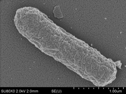 bacteria 2.png