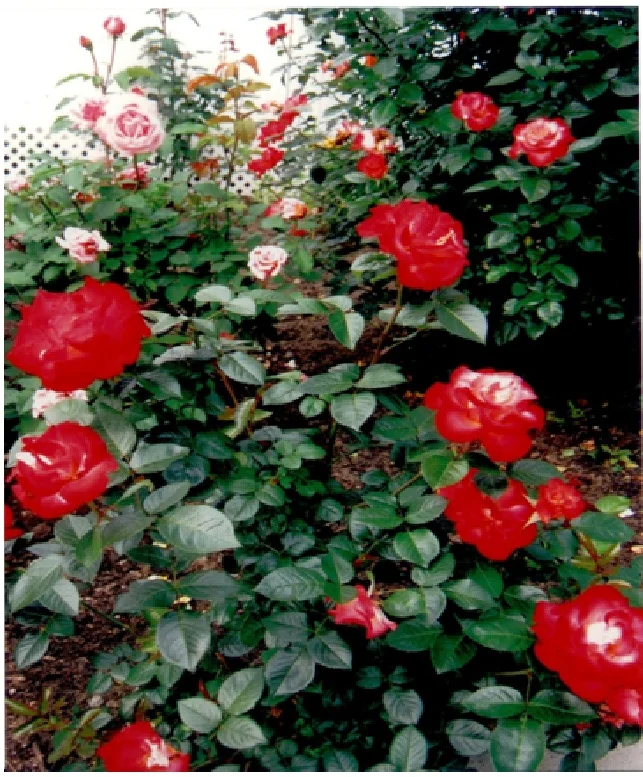 rosepage6.jpg
