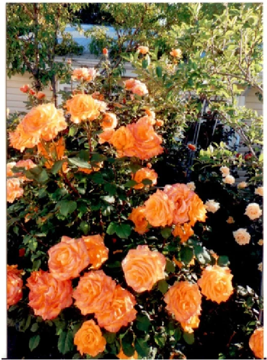rosepage7.jpg