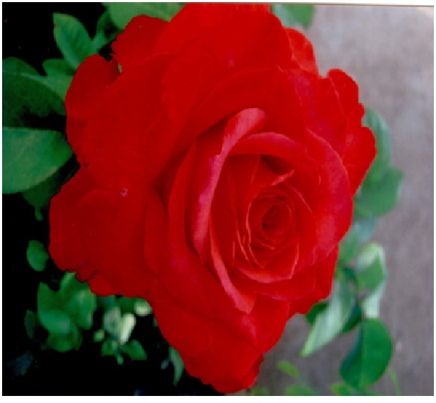 rosepage9.jpg