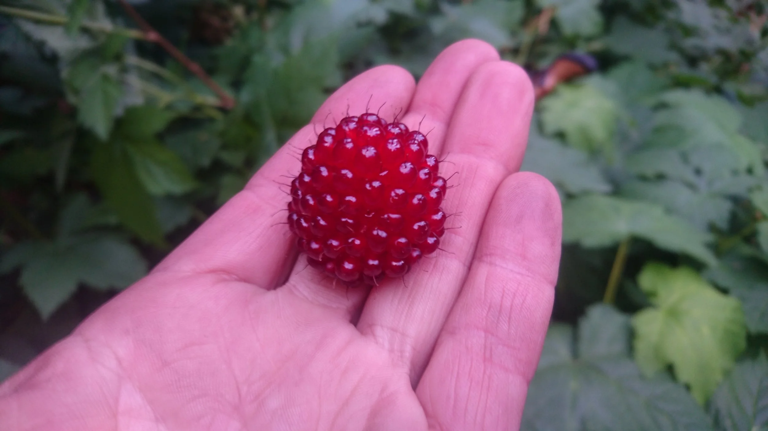 So many Salmonberries!