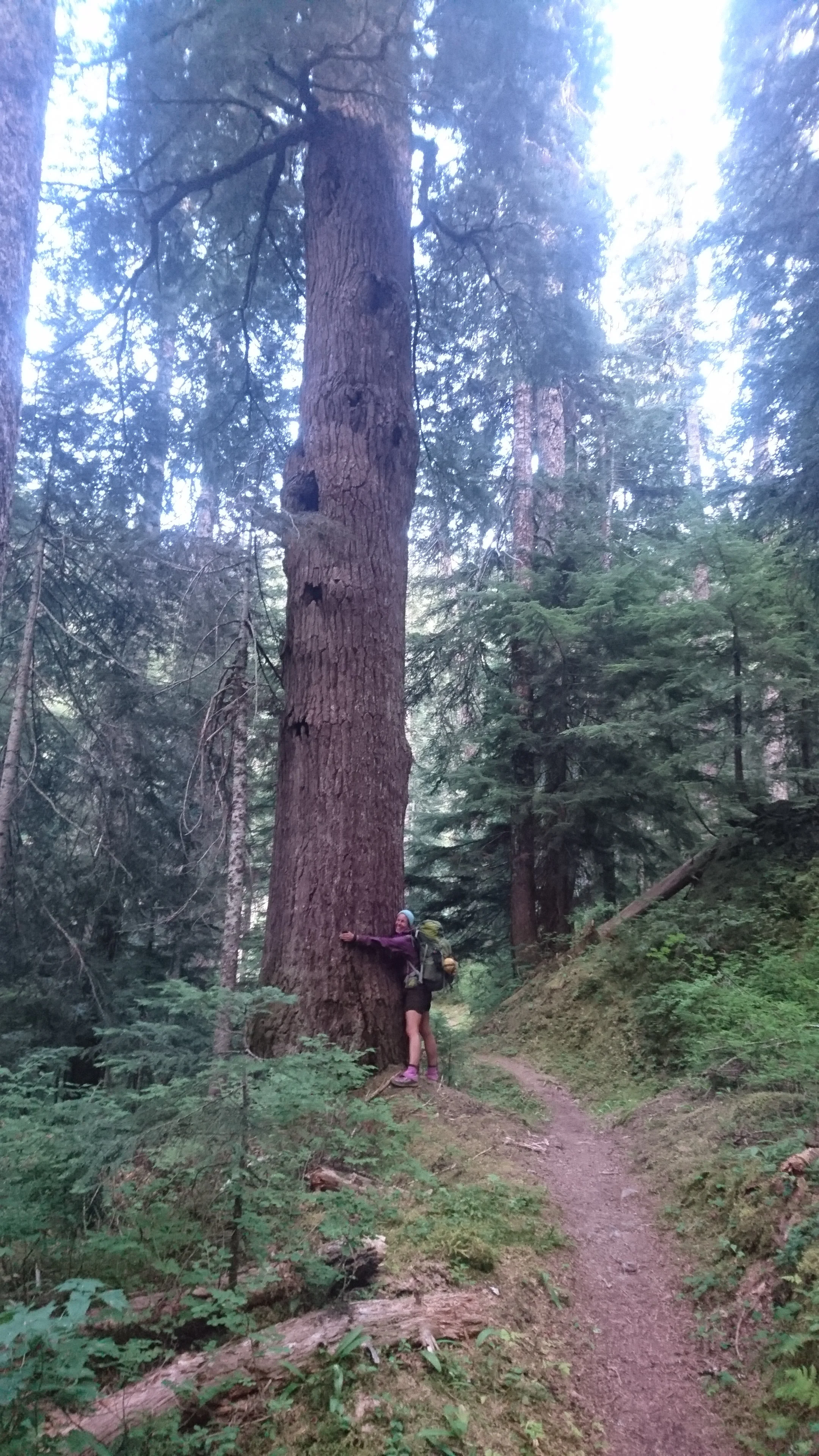 Huge, magnificent trees! Such honor to be in their presence!