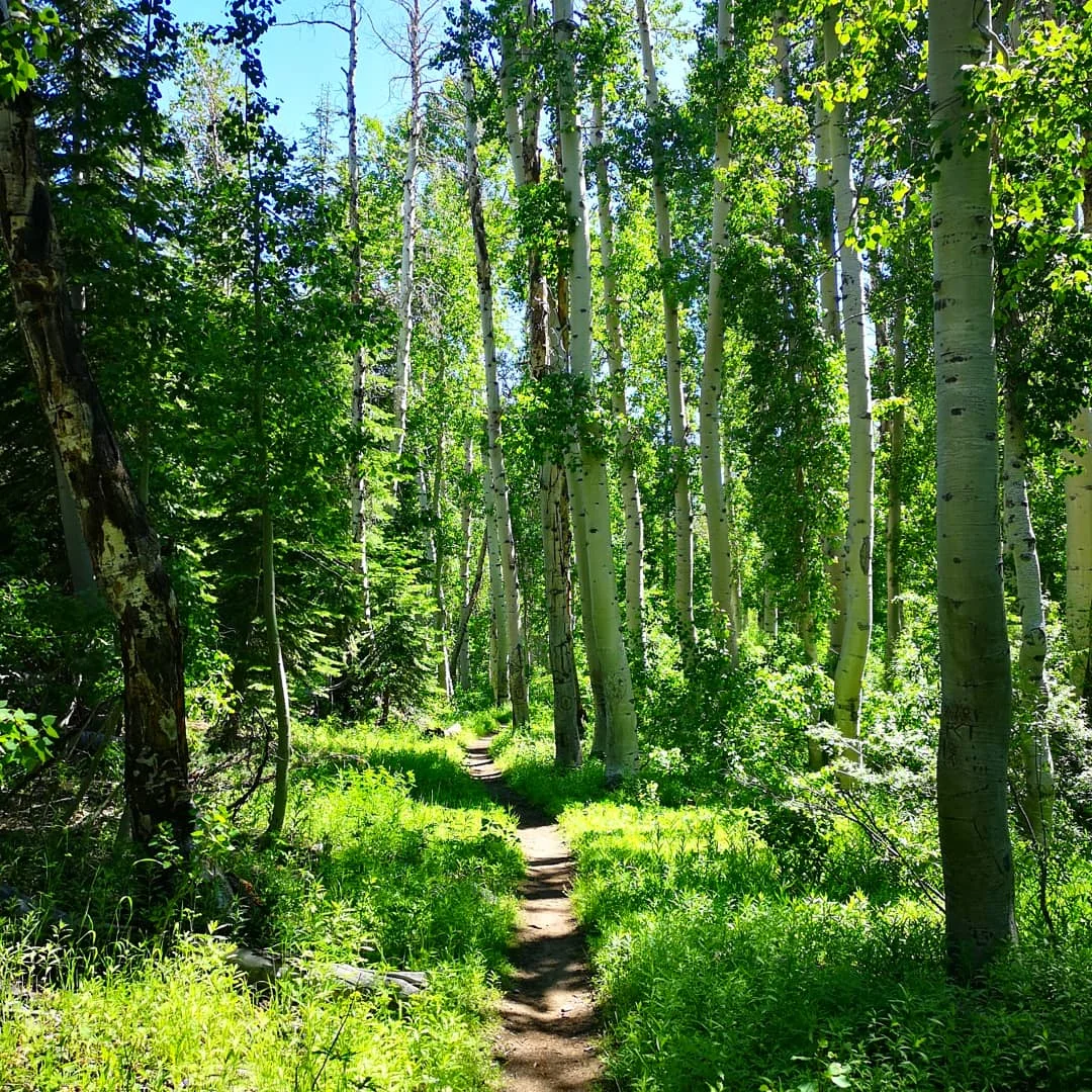 I love this trail