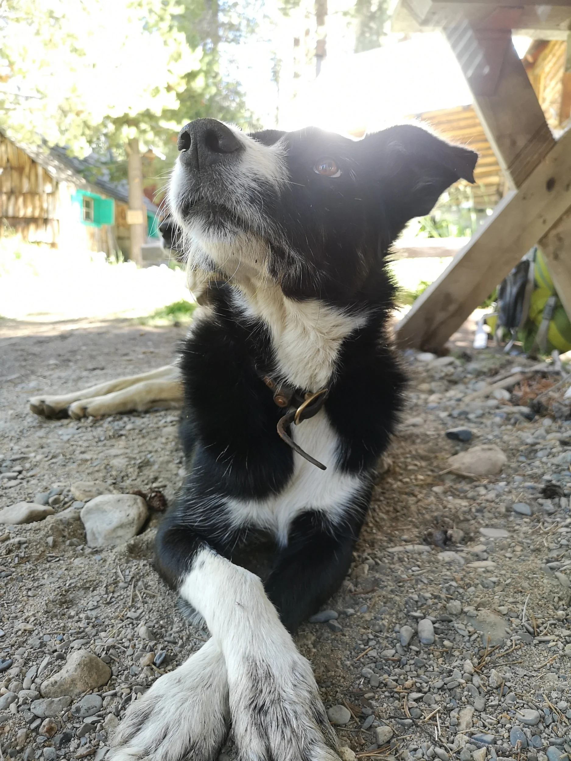 Cutie at Muir trail ranch