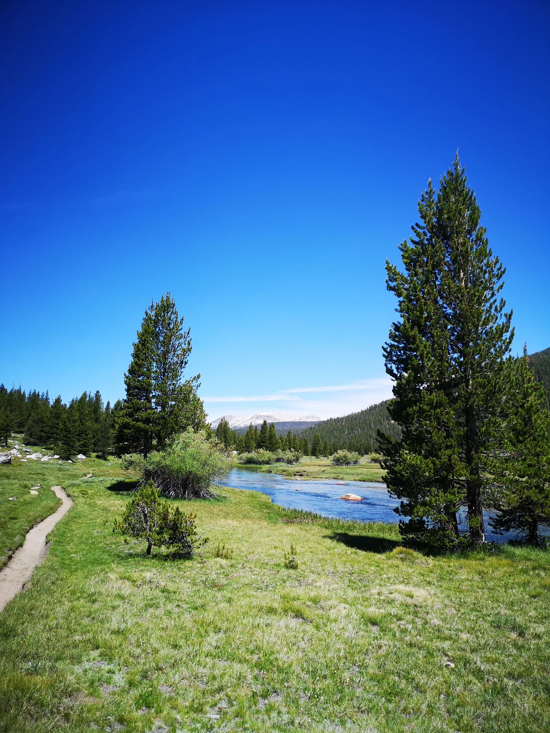 Along the meadow