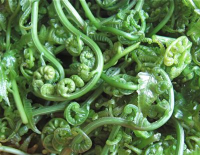 Pako fern / Photo: Market Manila