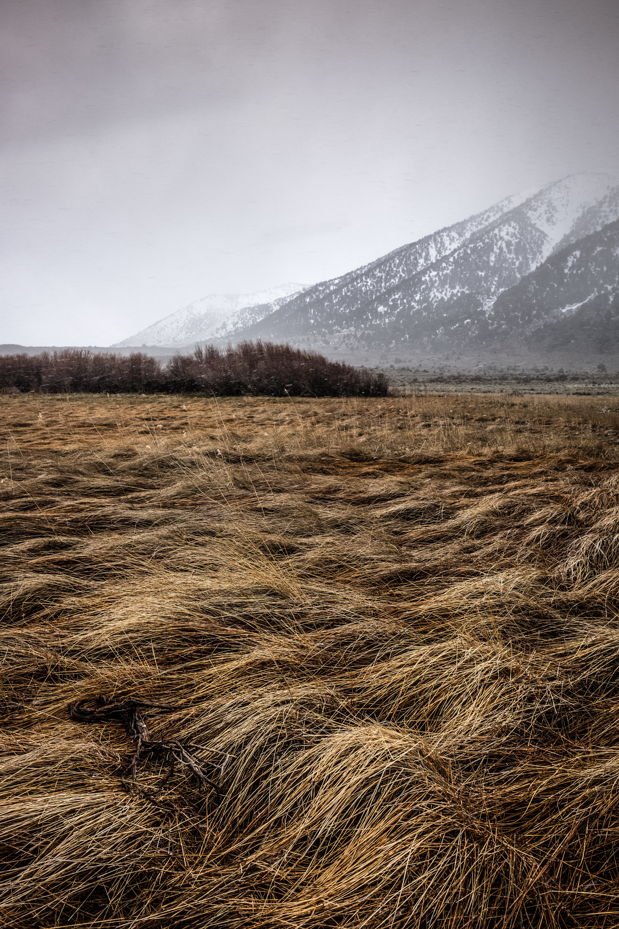 mono-lake-grass.jpg