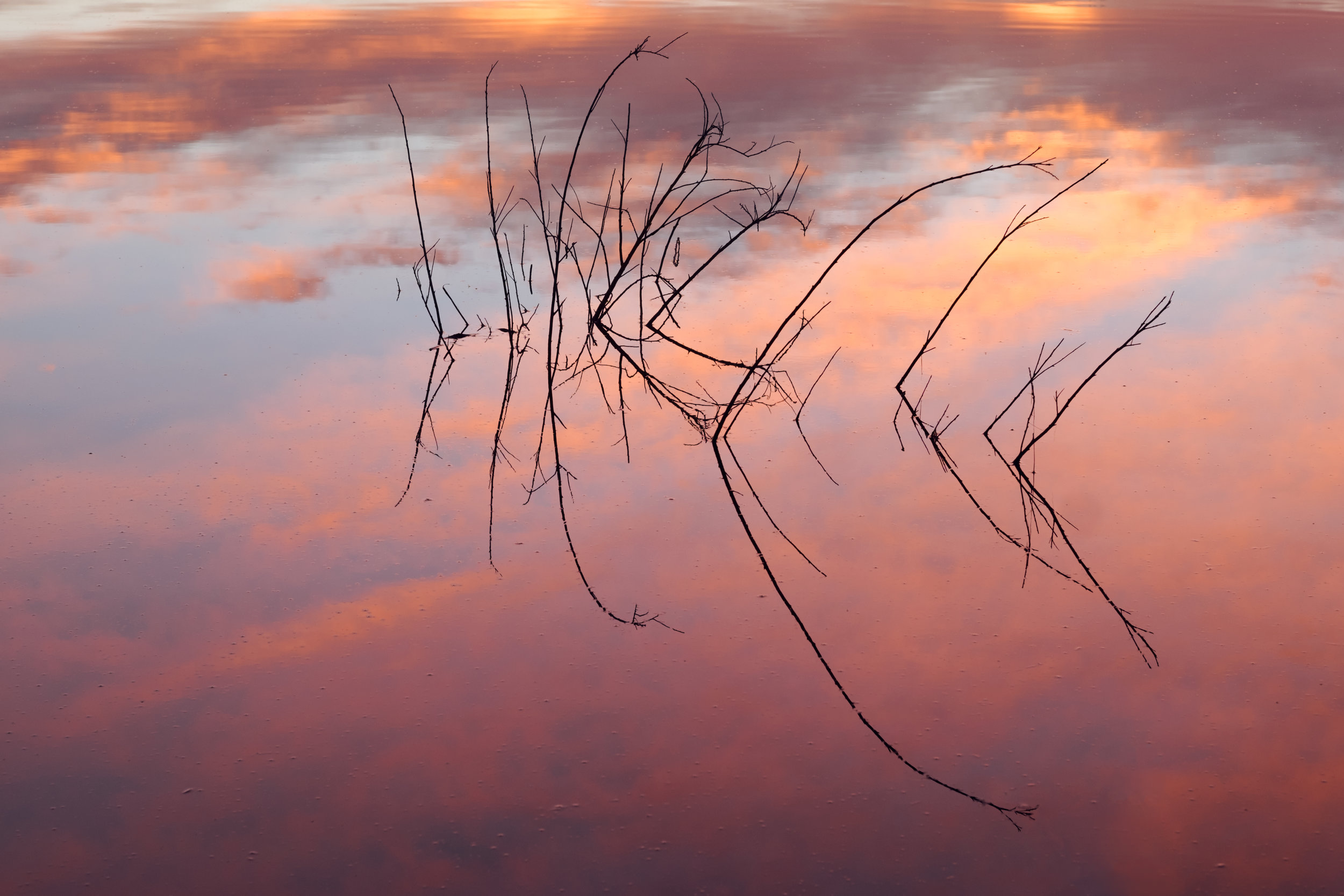 sunrise-twigs.jpg