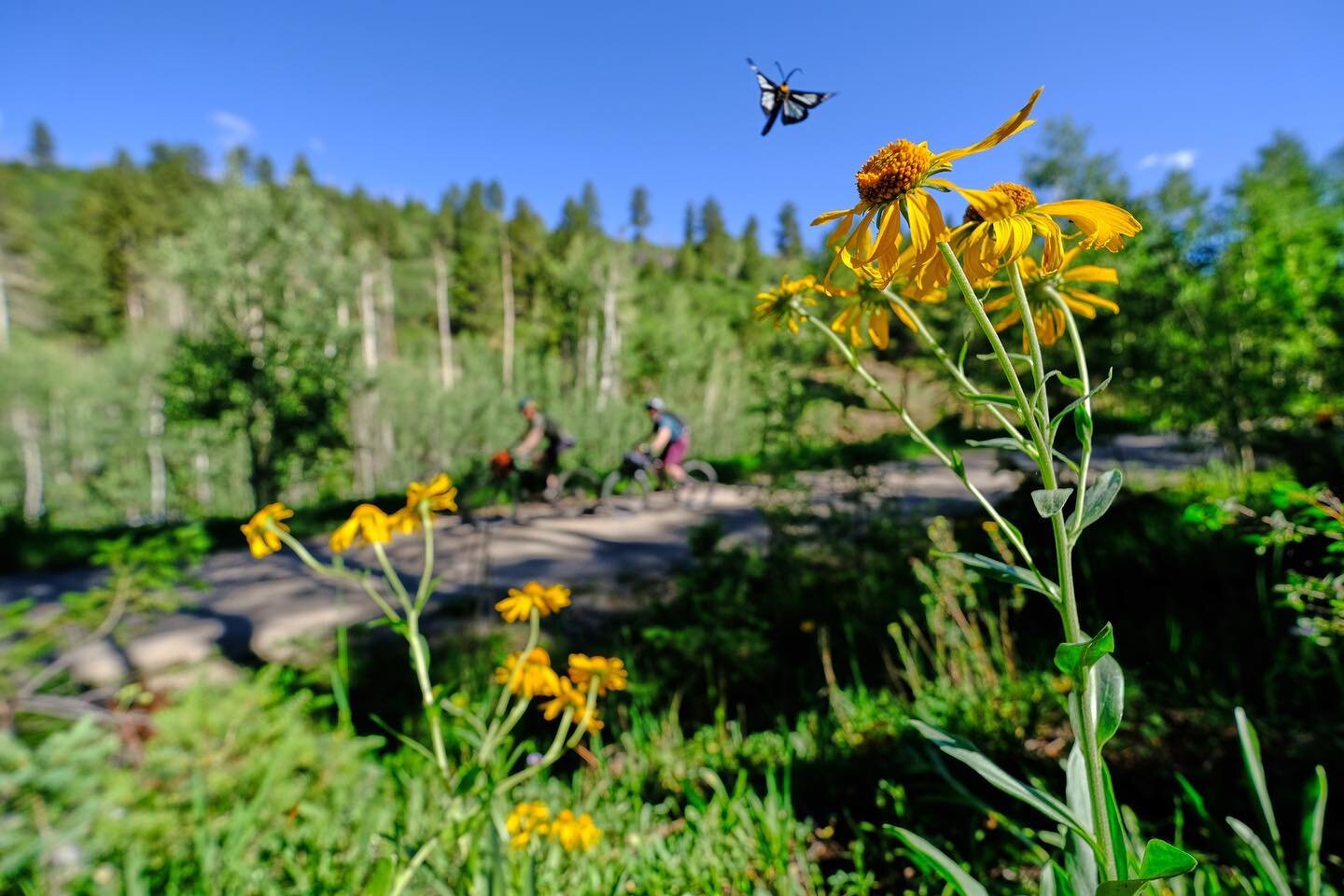 I completely lucked out in capturing this butterfly in the shot during our recent 5-day San Juan Hut bikepacking trip from Telluride to Gateway. #sanjuanhuts #telluride