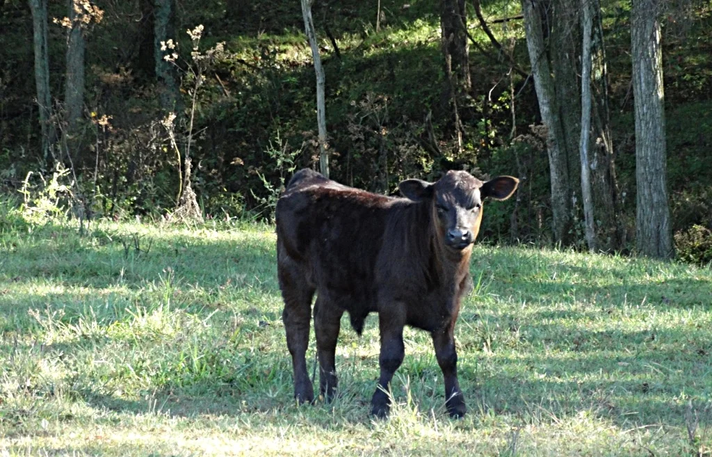 thumb_DSC00857_1024.jpg