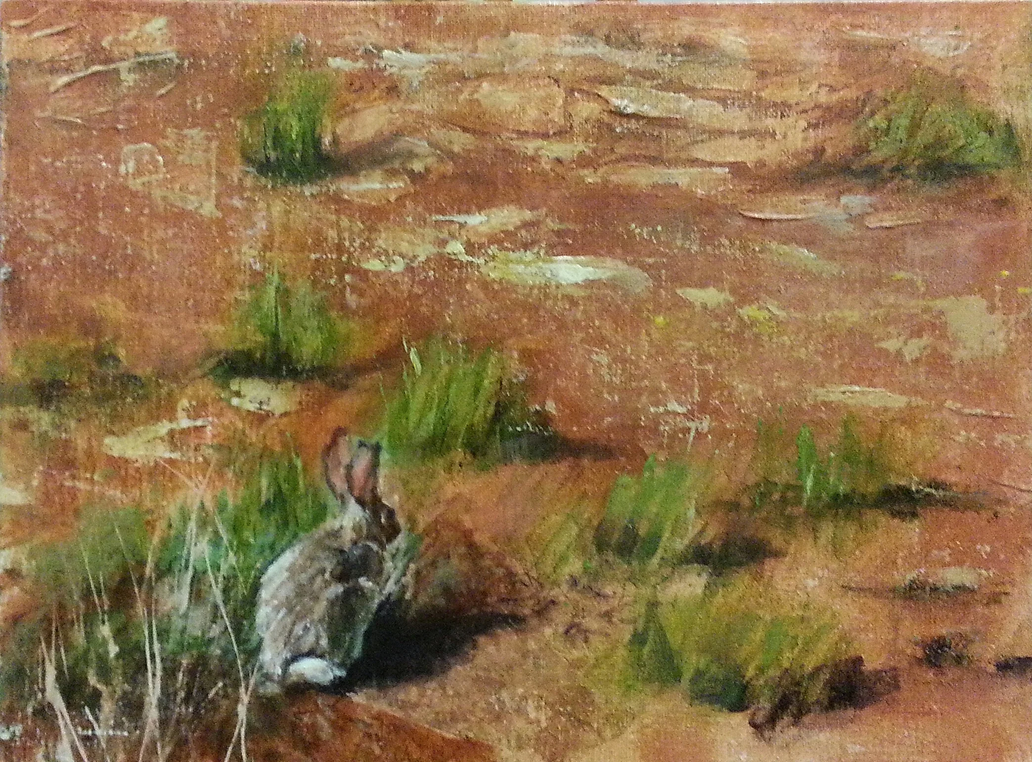Wild Hare