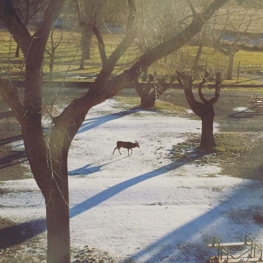 deer-winter.jpg
