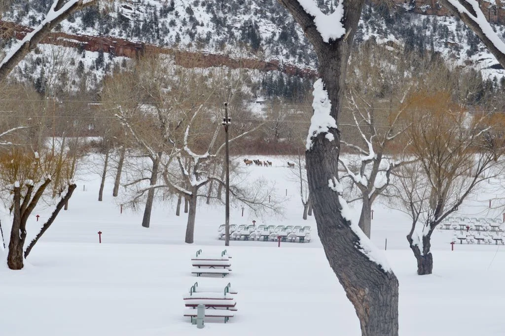 elk-winter.jpg