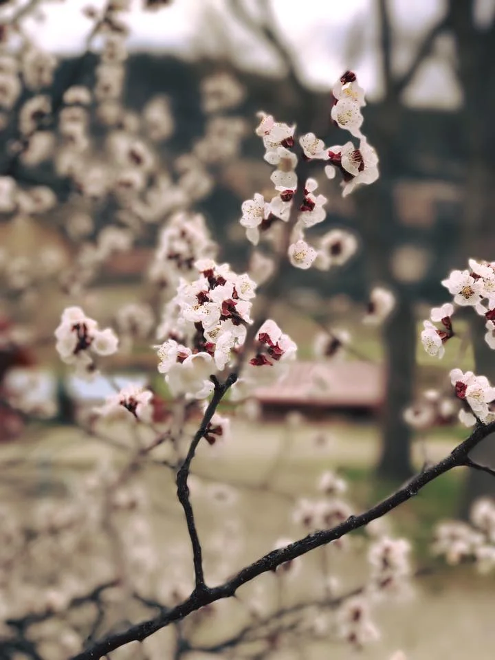 springblossoms.jpg