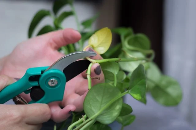 Grooming Your Plants
