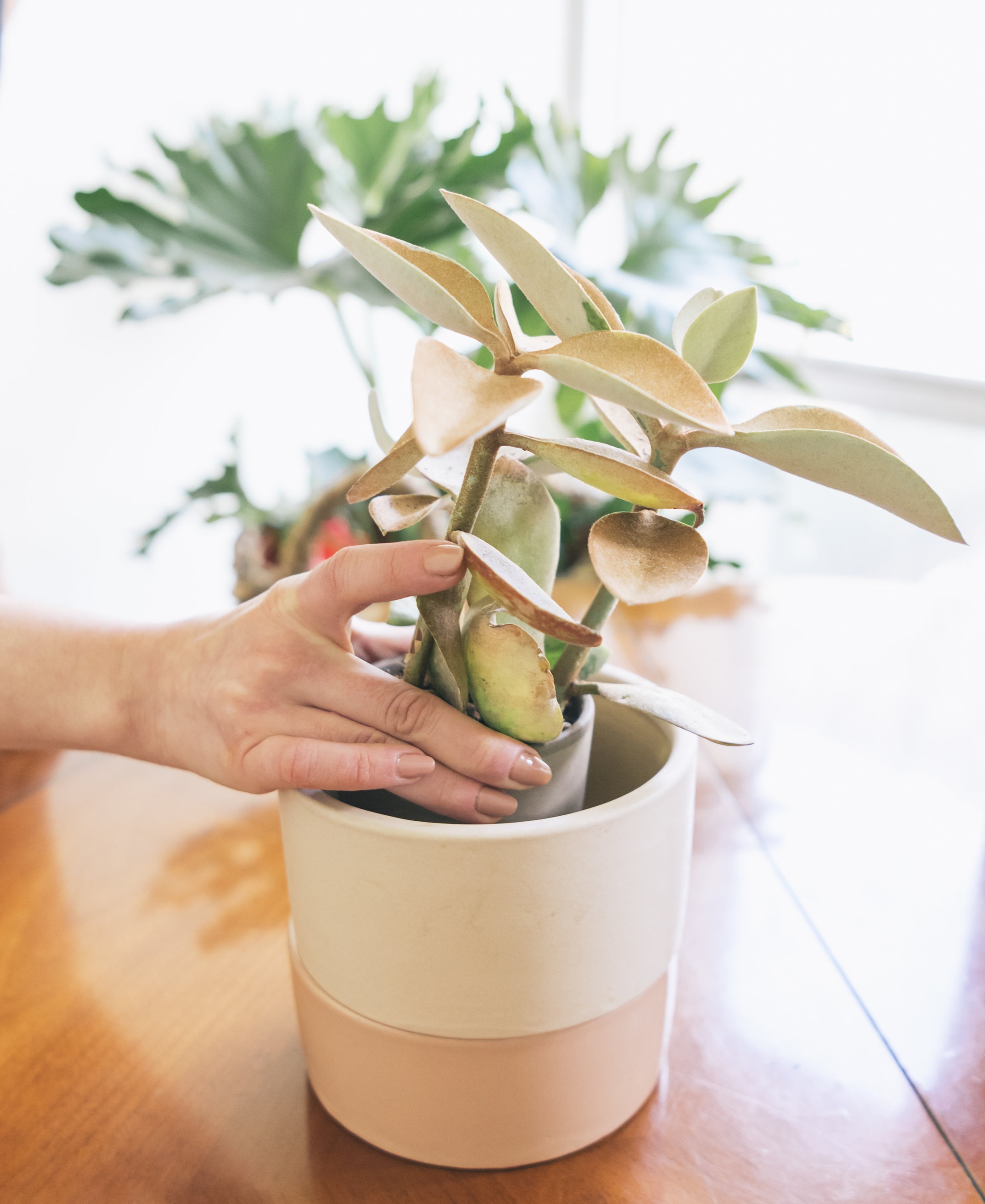 Build a Plant Workshop