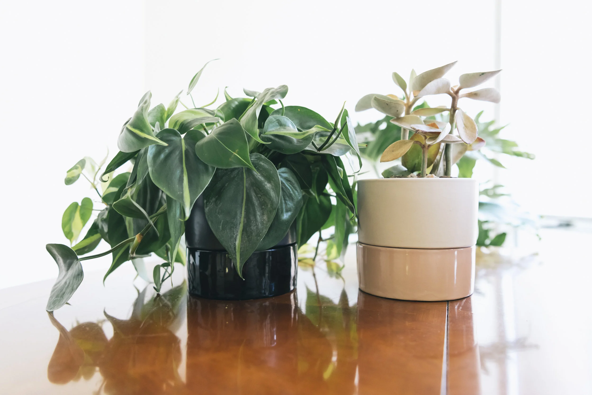 S98PlantshopNYC_4_14_17-30.jpg