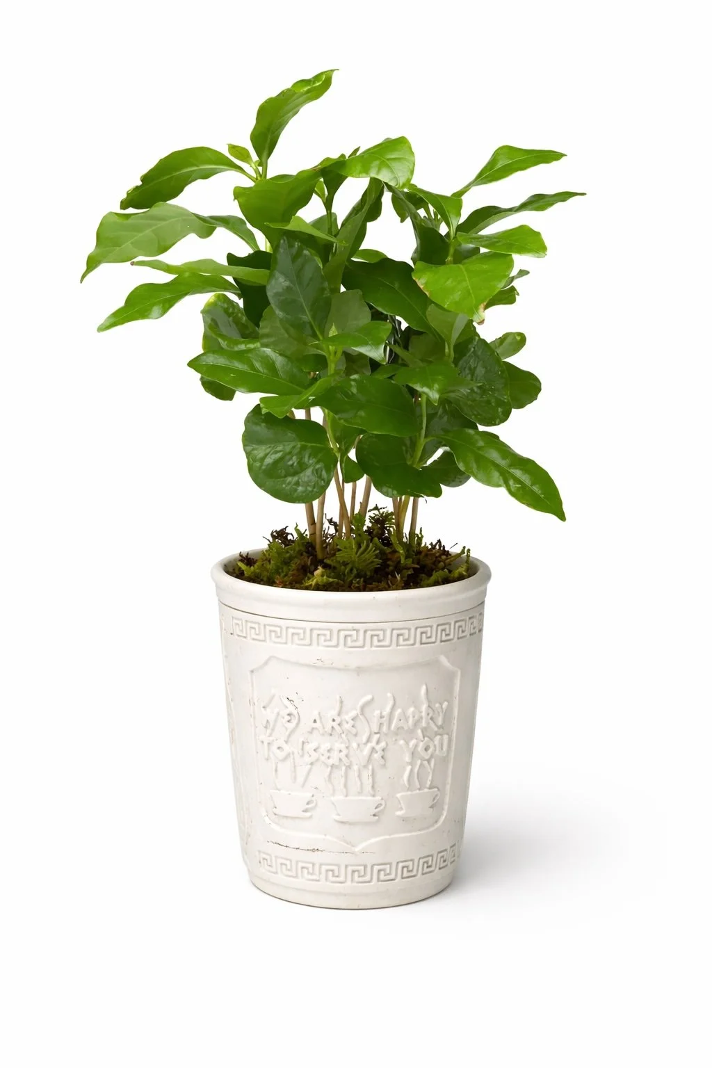 NY Coffee Cup Planter