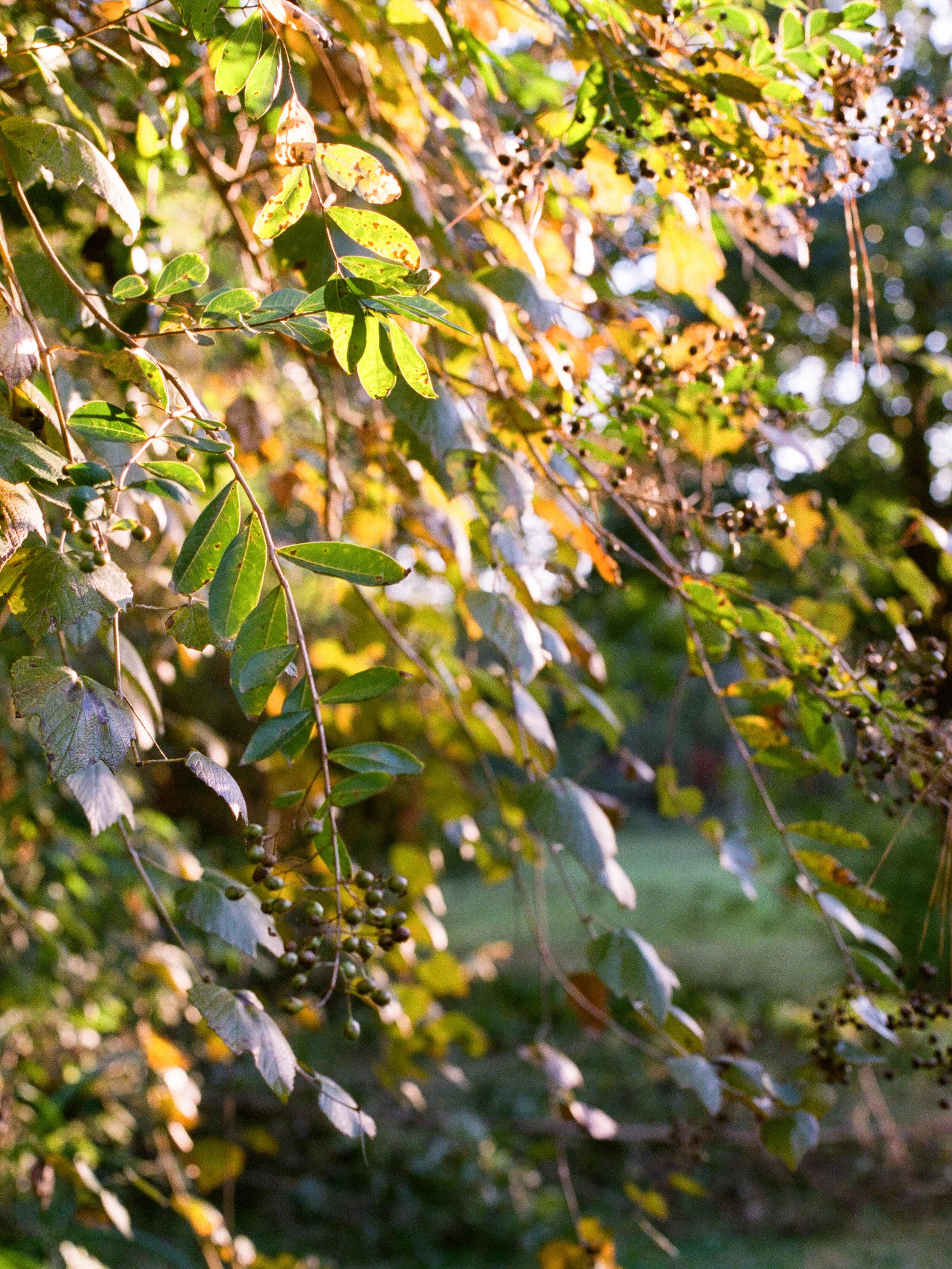 fall leaves- Lightbulb League-1 copy.jpg
