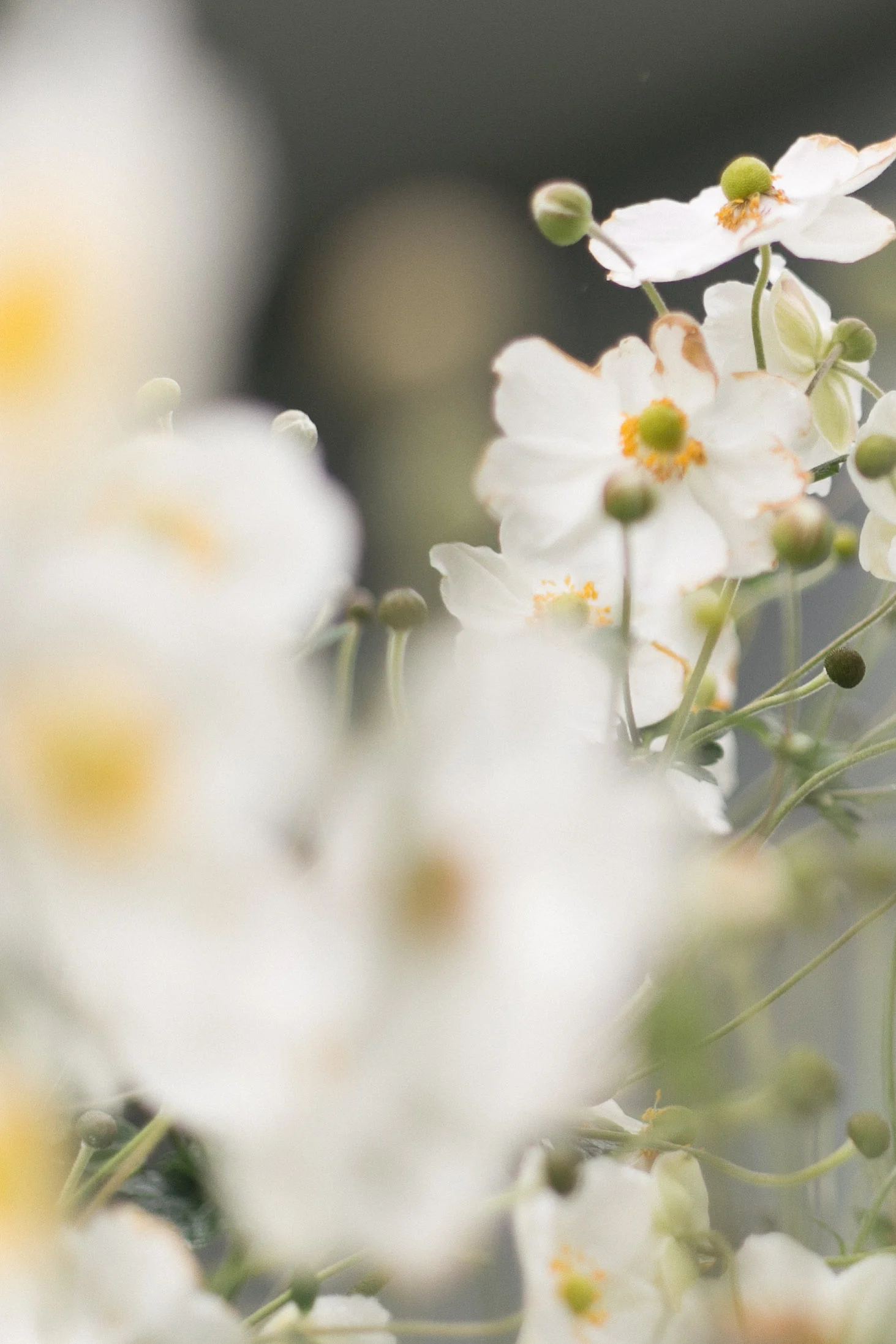 Snapshot: Bellevue Botanical Gardens