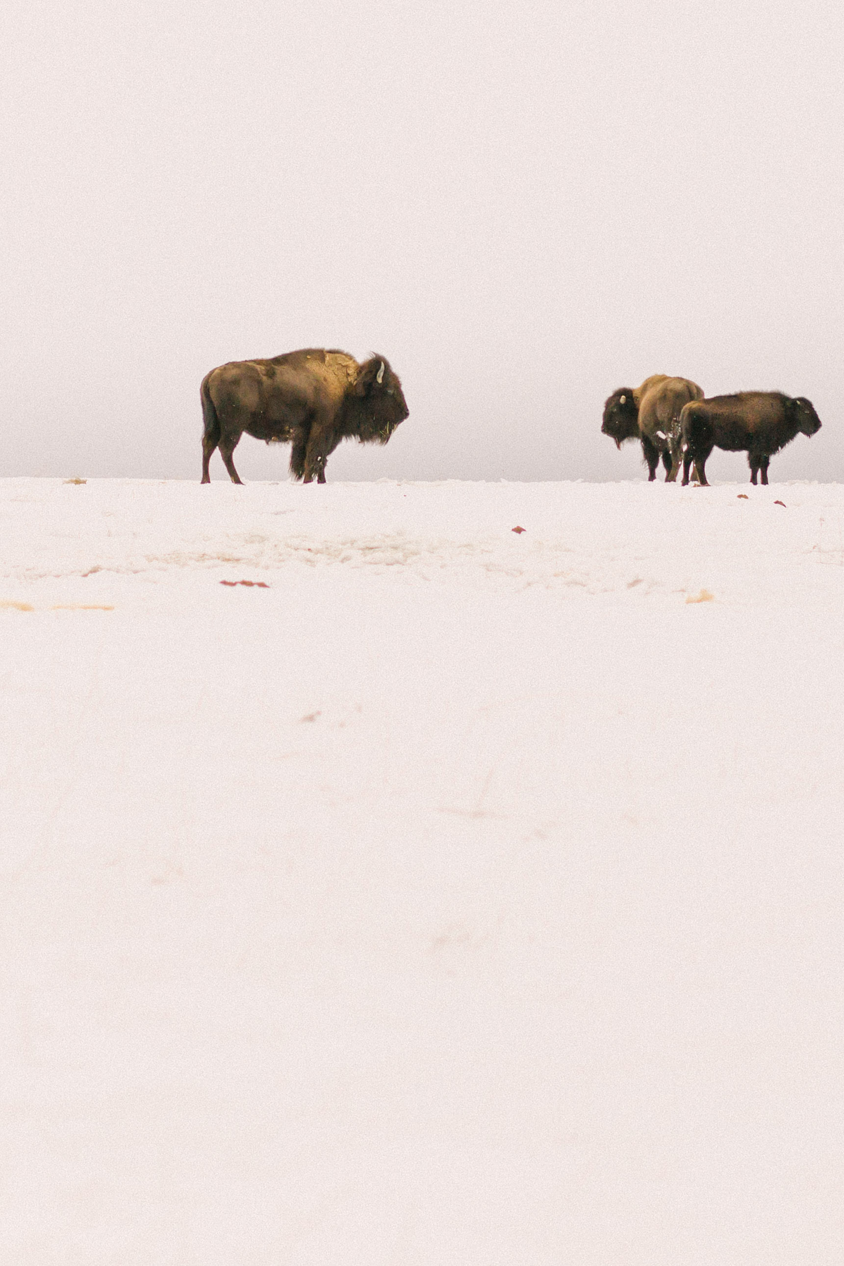Chelsea Macor Photography Nature Photography Print of Buffalo in Snow-2.jpg