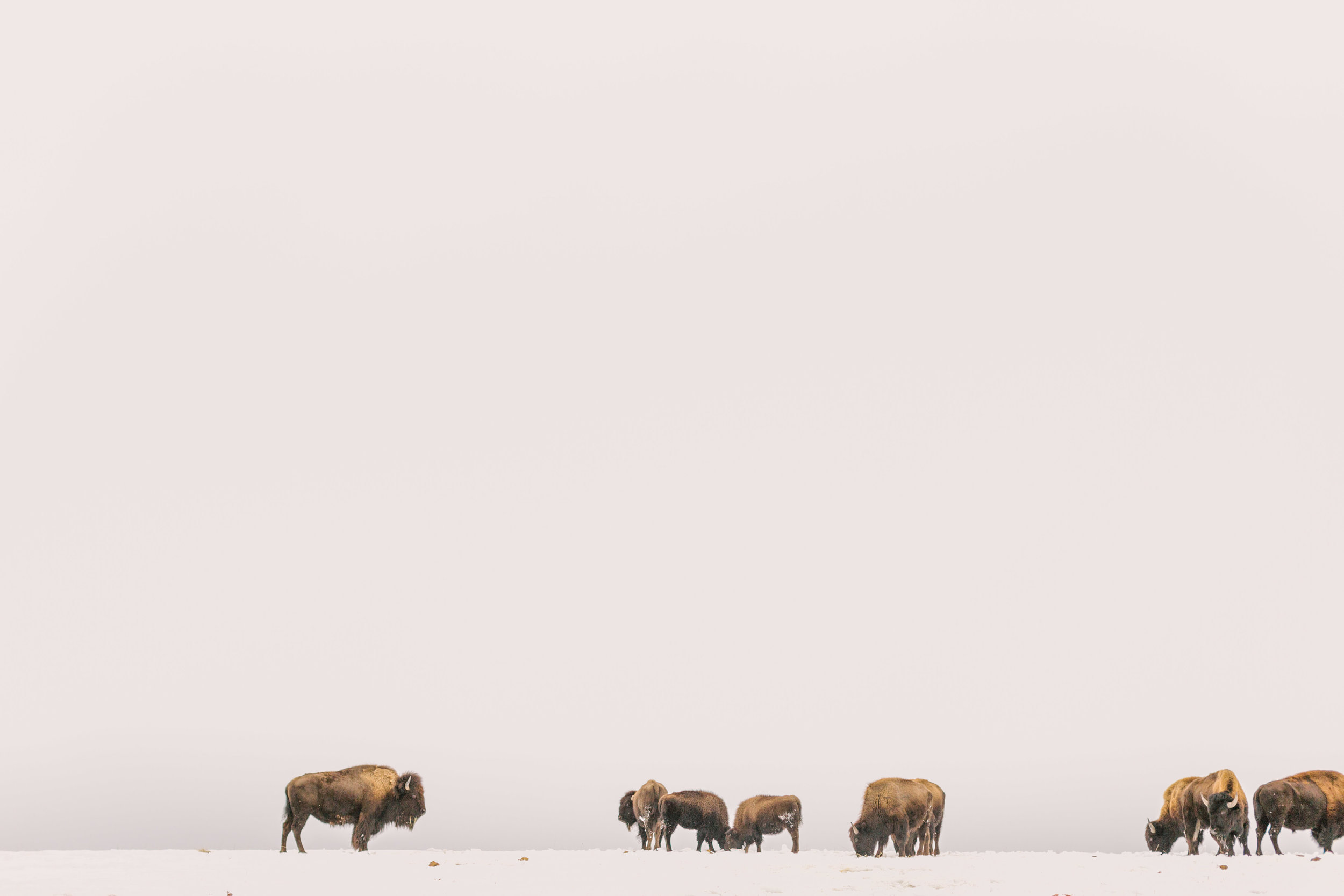 Chelsea Macor Photography Nature Photography Print of Buffalo in Snow-5.jpg