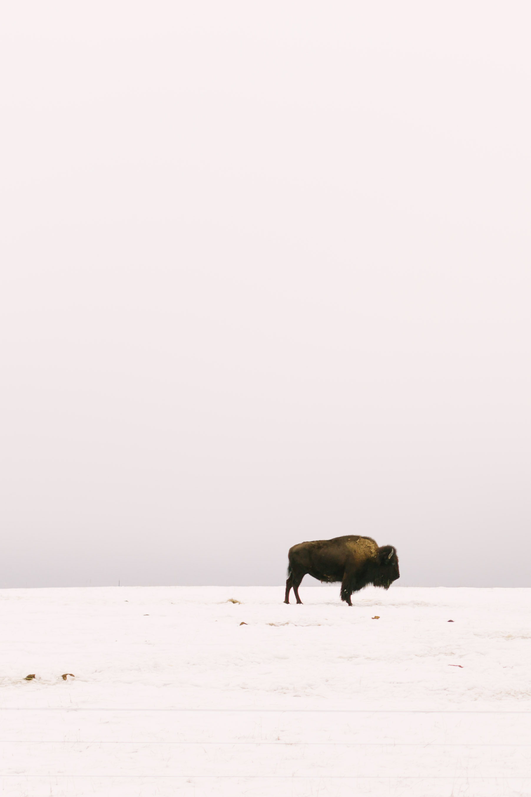 Chelsea Macor Photography Nature Photography Print of Buffalo in Snow-7.jpg