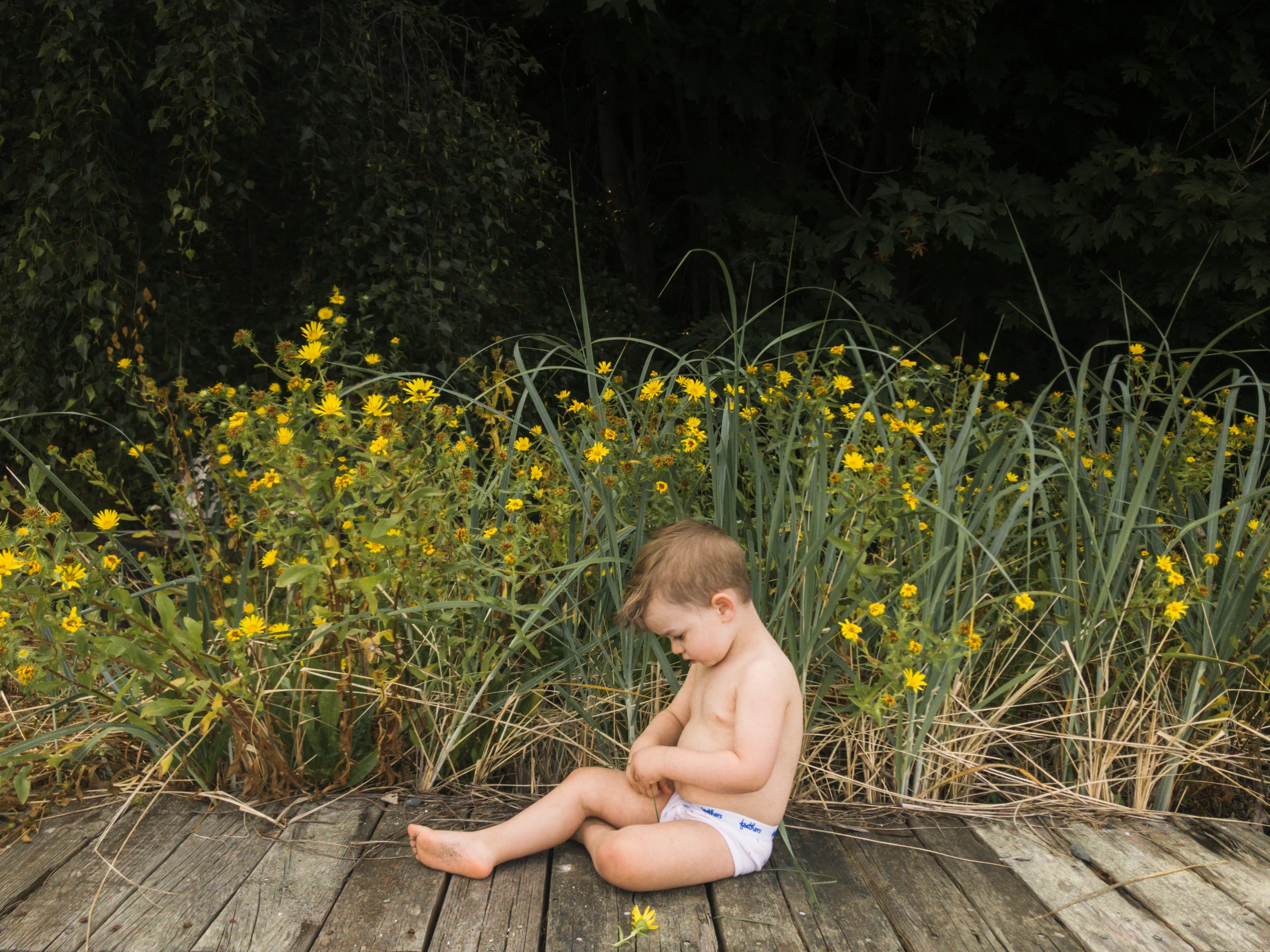 Rufus in the Daisies, Natural Light Photography Seattle Wa Lifestyle Family and Toddler Children Photos by Chelsea Macor Photograhy-3.jpg
