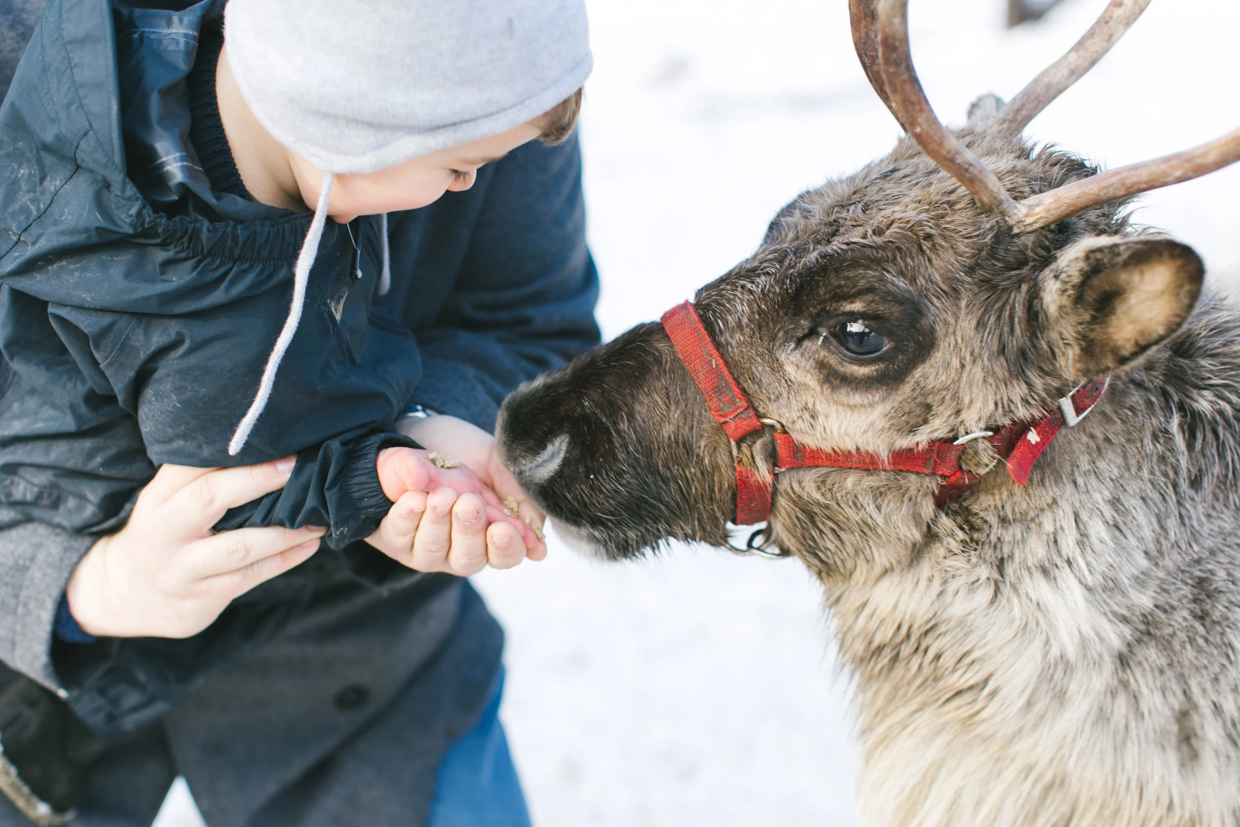 Best places to celebrate Christmas in and around Seattle WA by Chelsea Macor Photography_-4.jpg