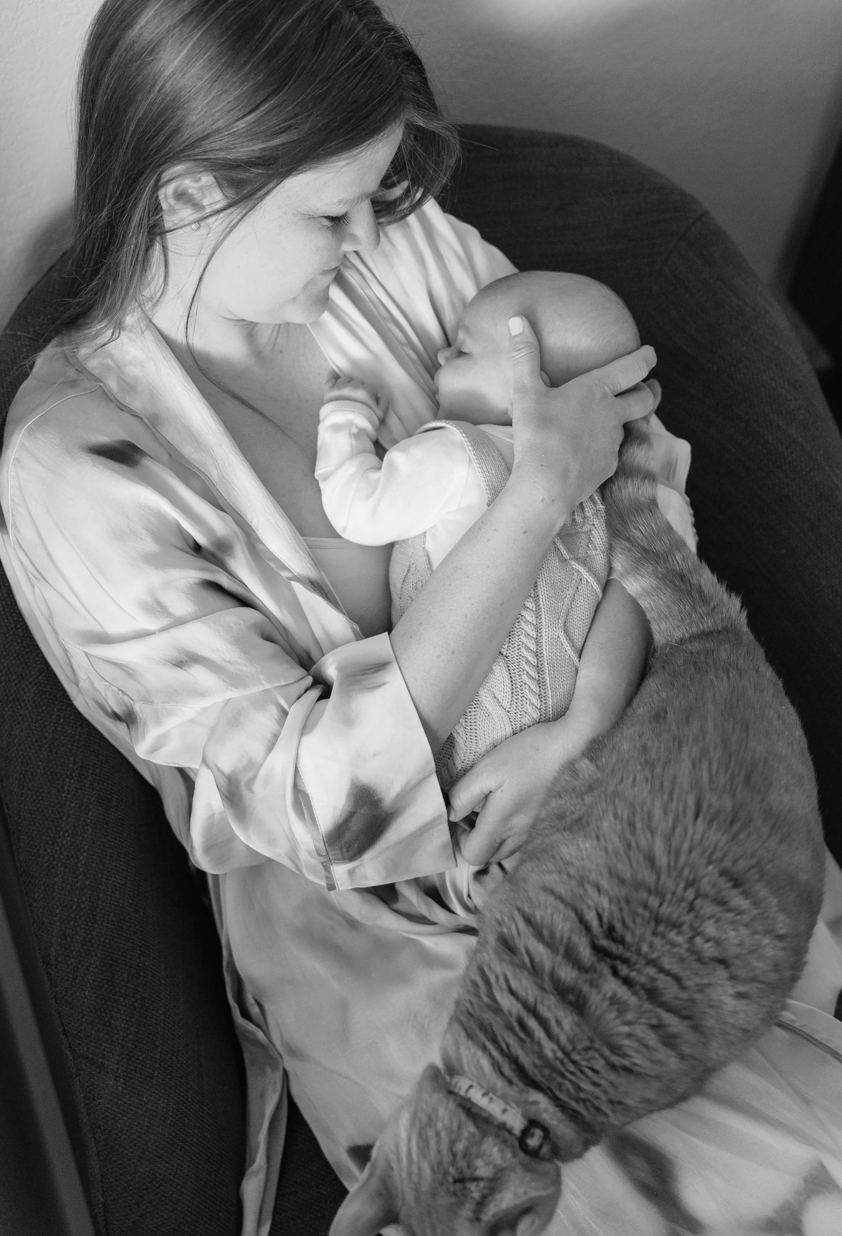 Mom holding newborn baby with cat climbing on her lap