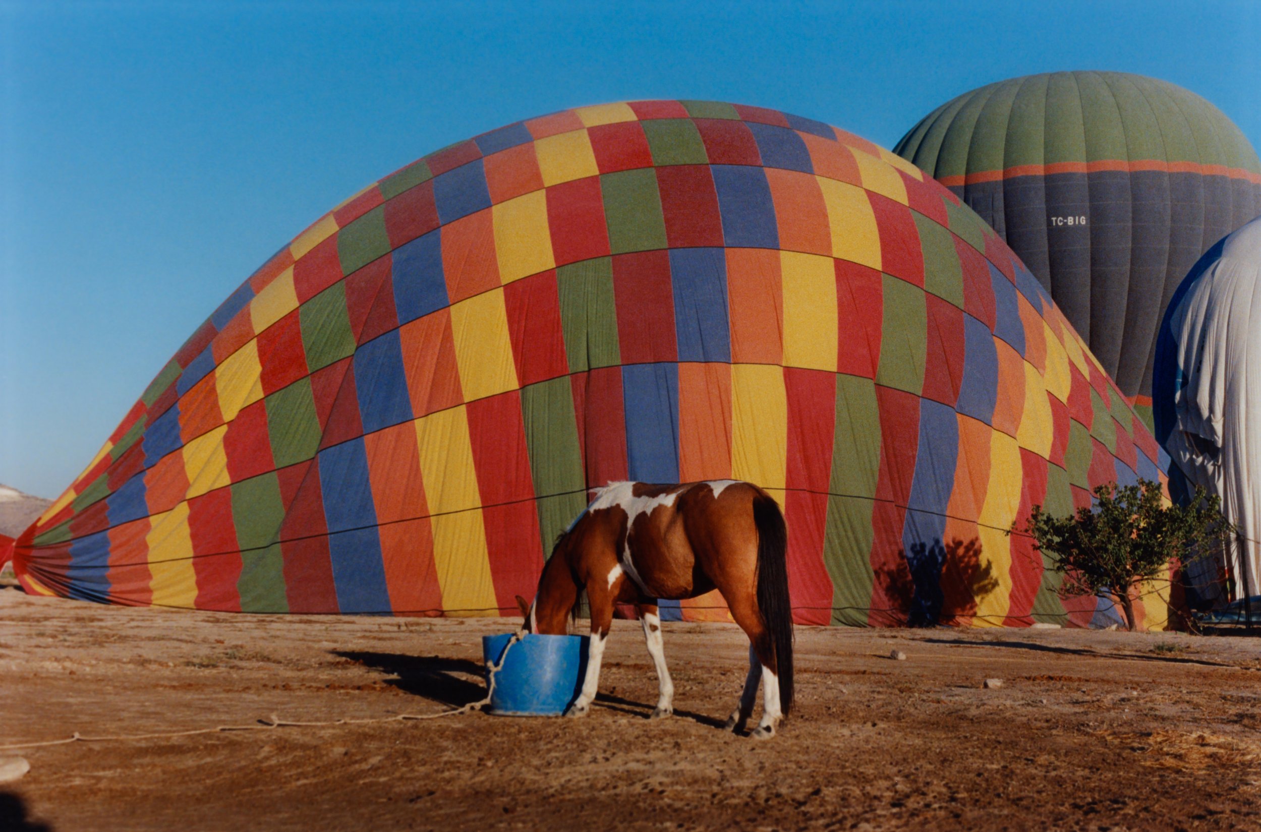 PeterMcCain_HorseWithHotAirBalloons.jpg