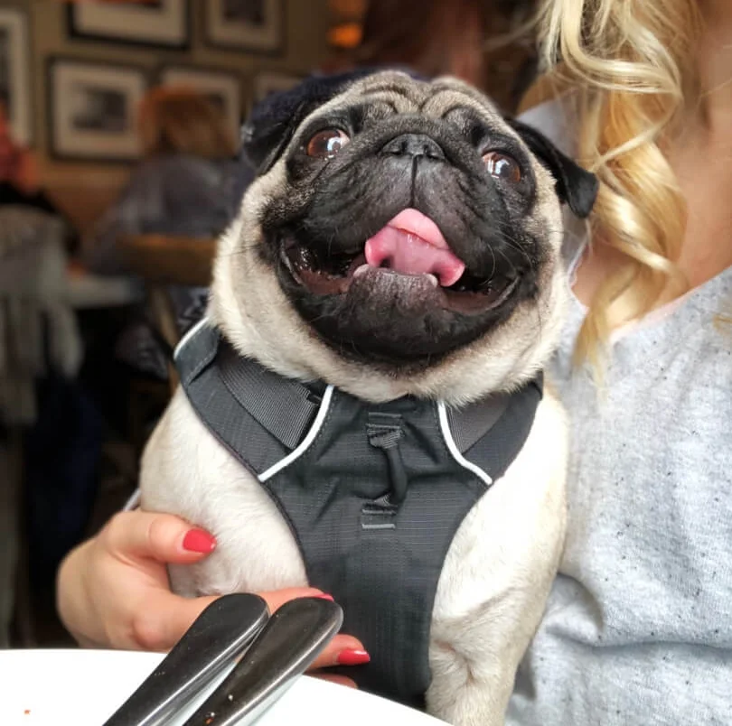 Favourite Places For Dog Friendly Brunch