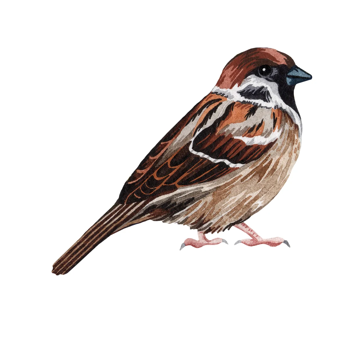 Sparrow.jpg