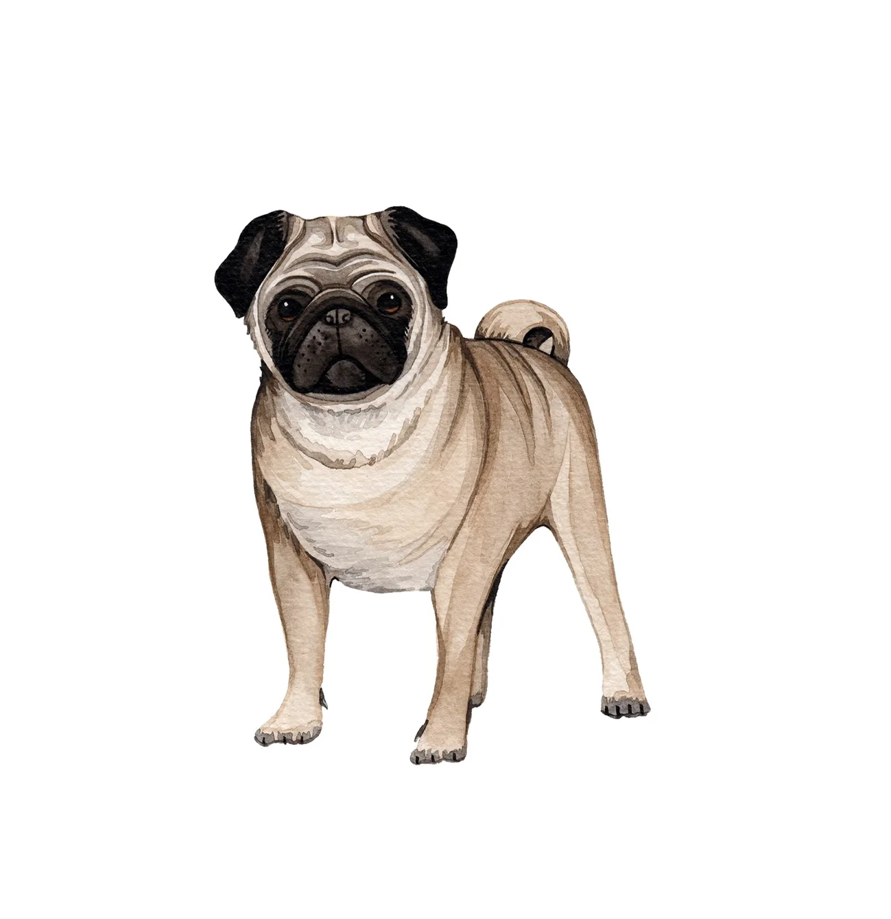 Pug.jpg