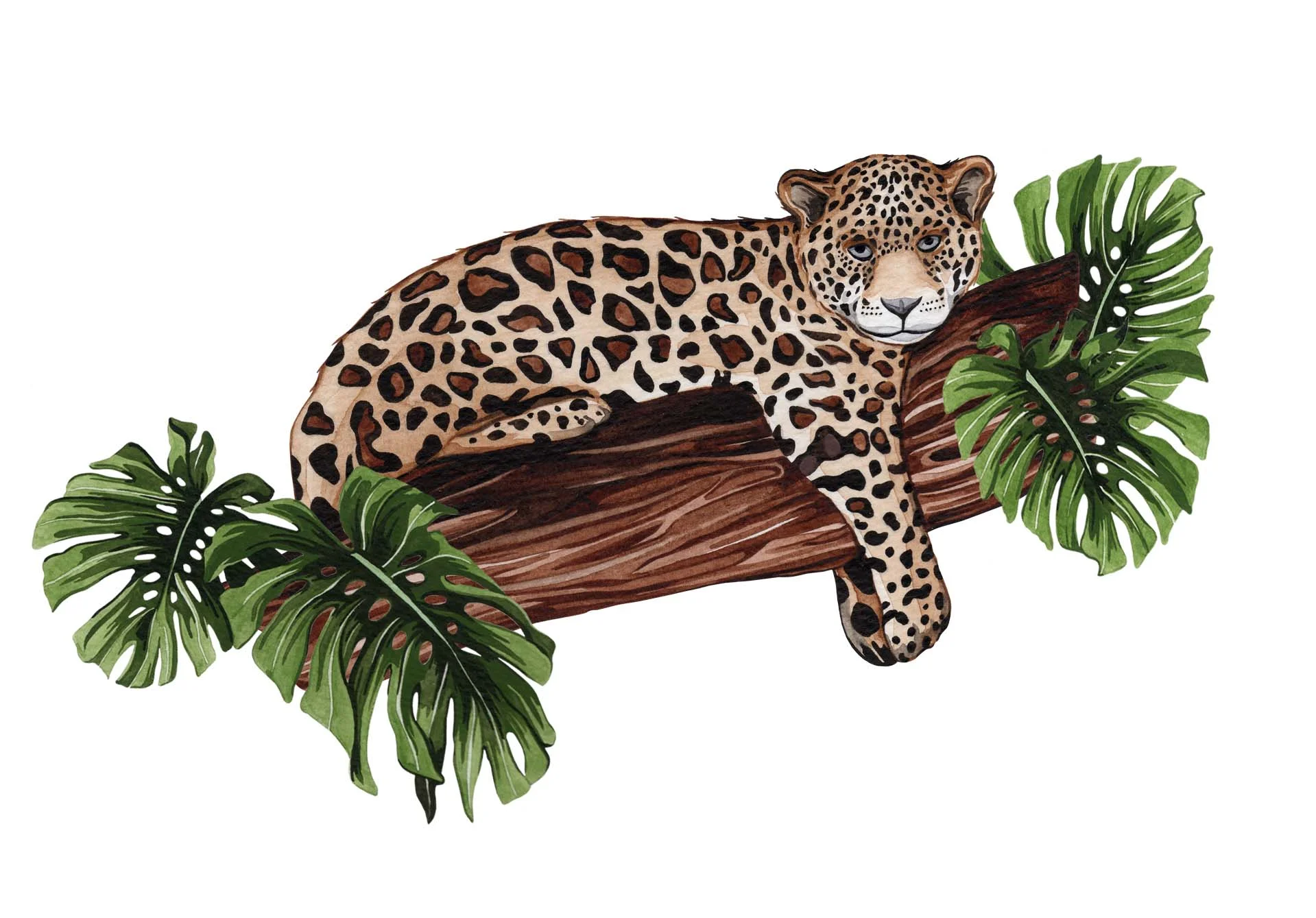 Amur Leopard