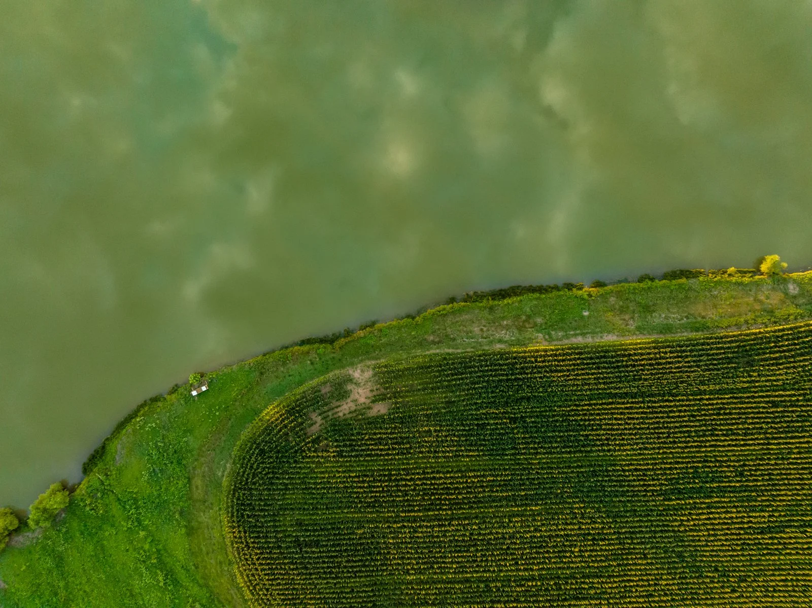 20230706_MM_Regen-Ag-Bay-Field_ANL-0951.jpg
